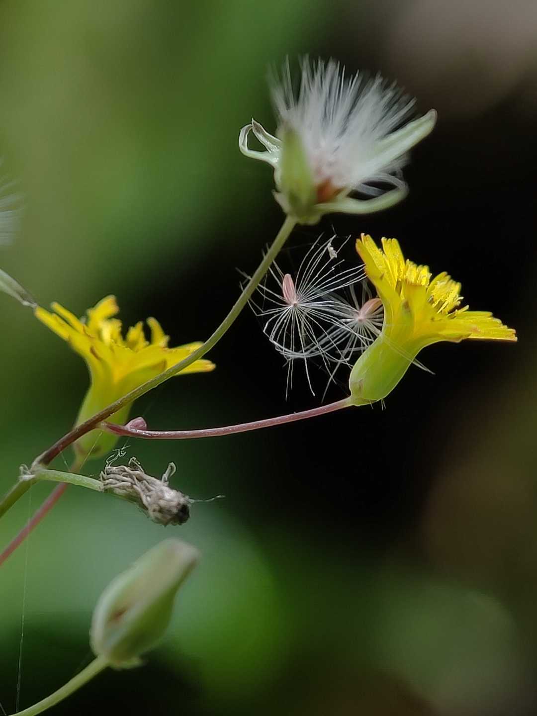 Hieracium Murumum