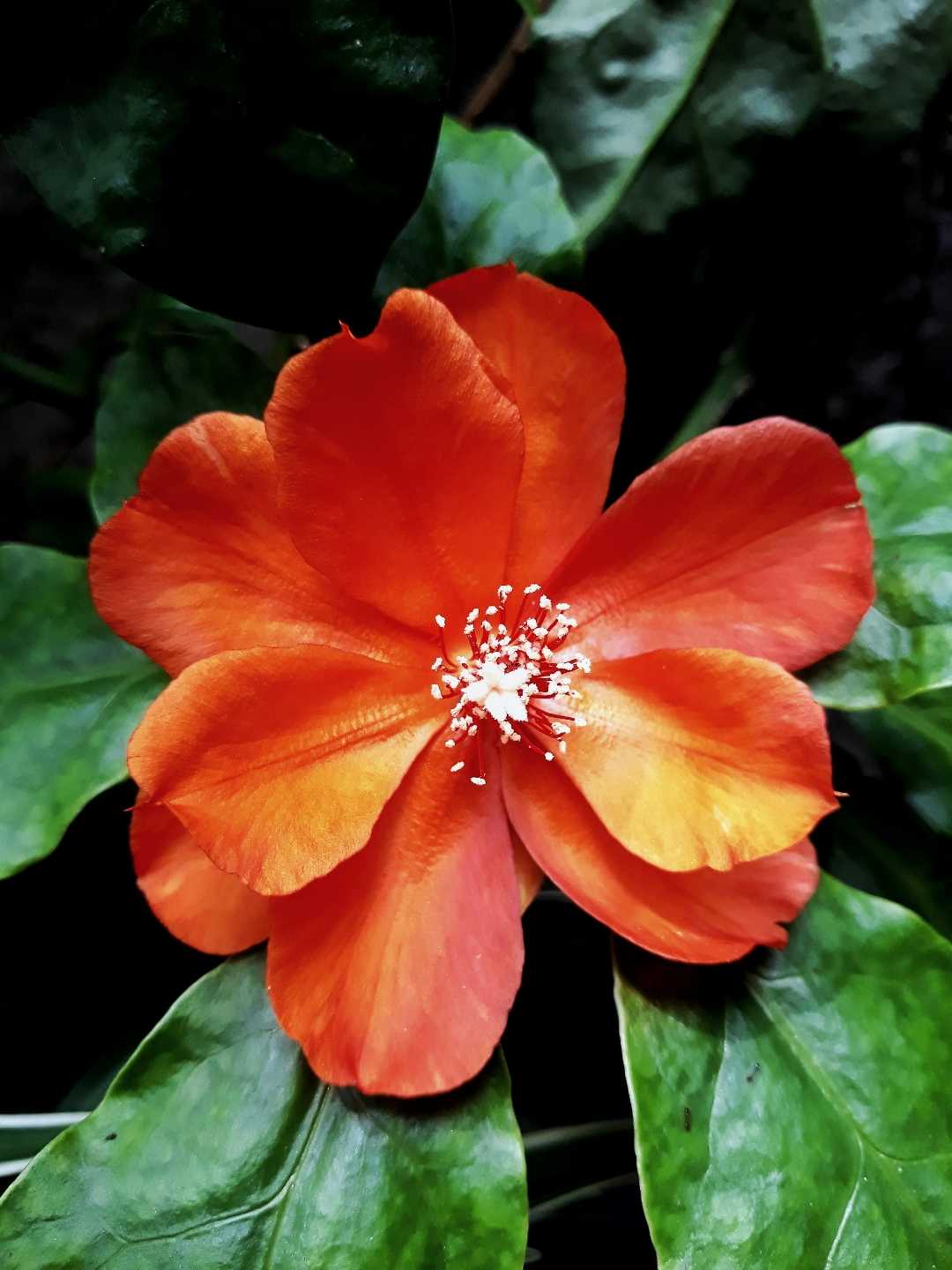 Si Orange Yang Menawan