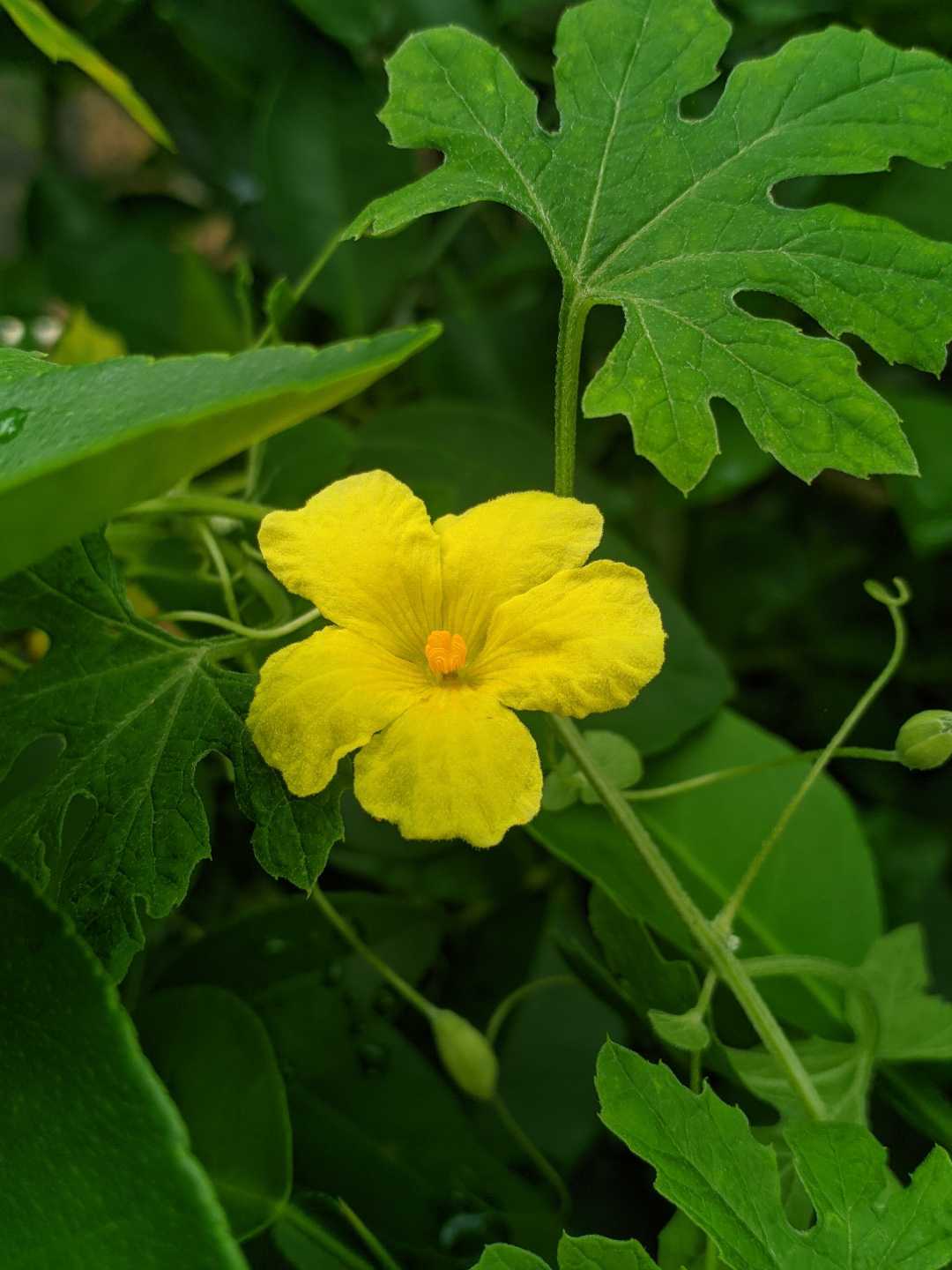 Sponge Gourd