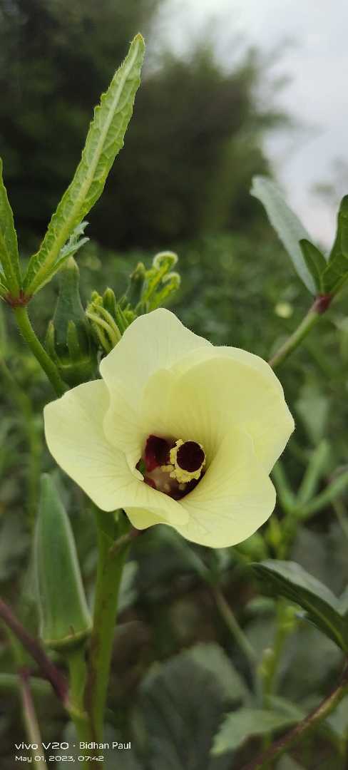 Ladyfinger flower