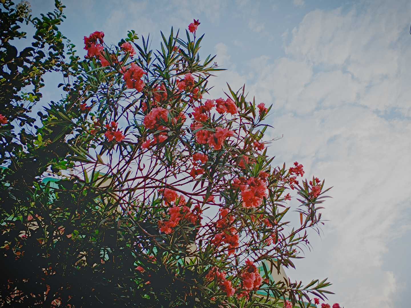 guess the flowers !