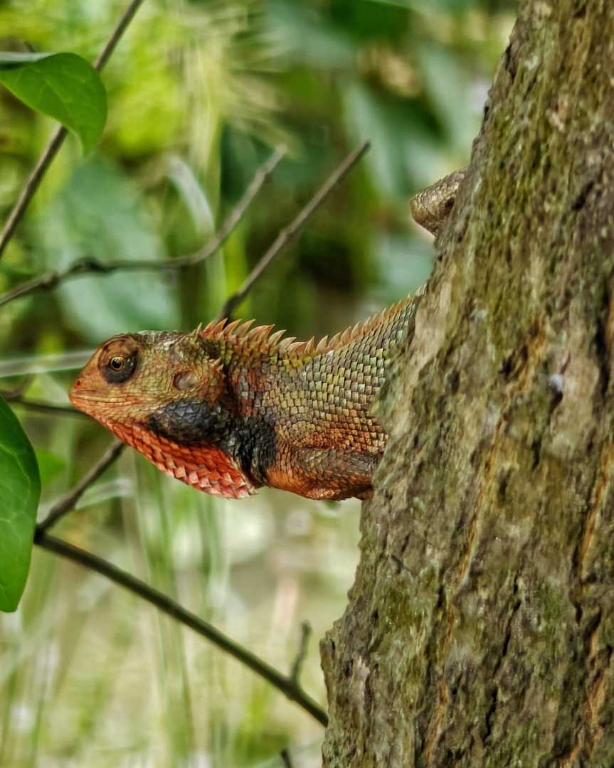 Oriental garden lizard