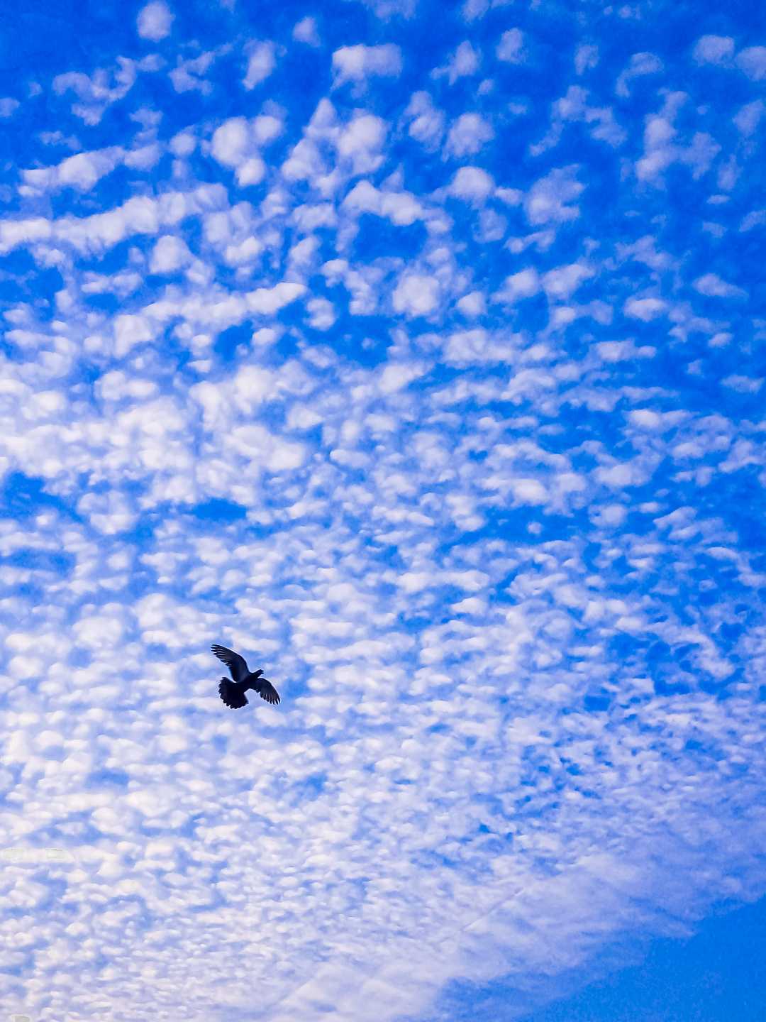 freedom