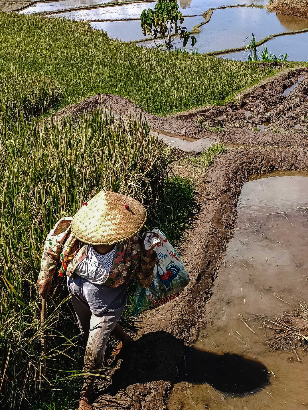 my village