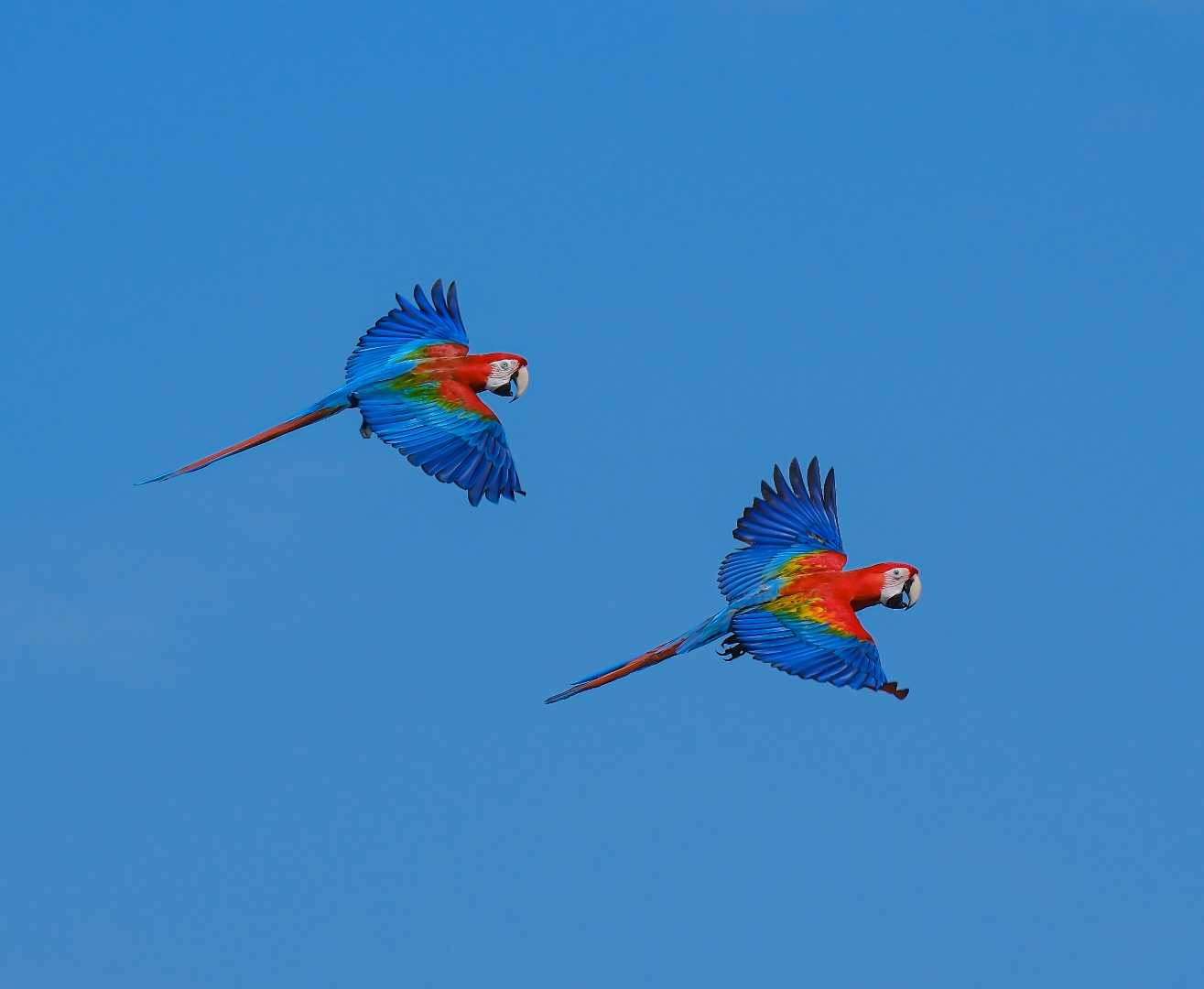 Fly in harmony 