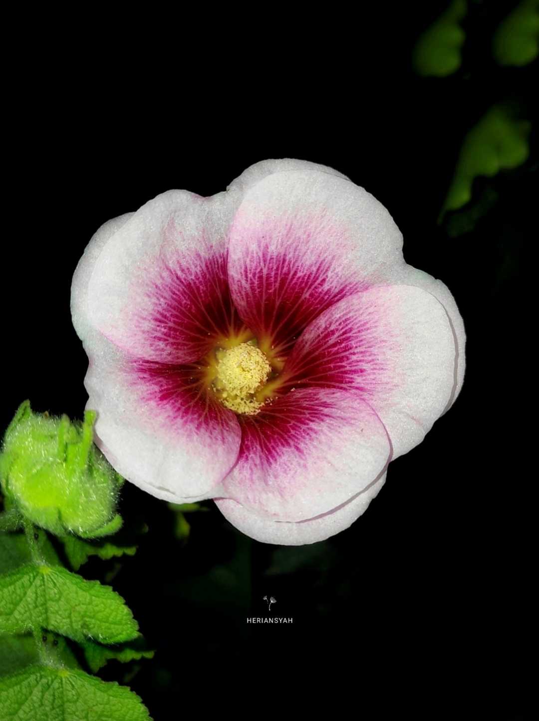 Hollyhock (Alcea Rosea)