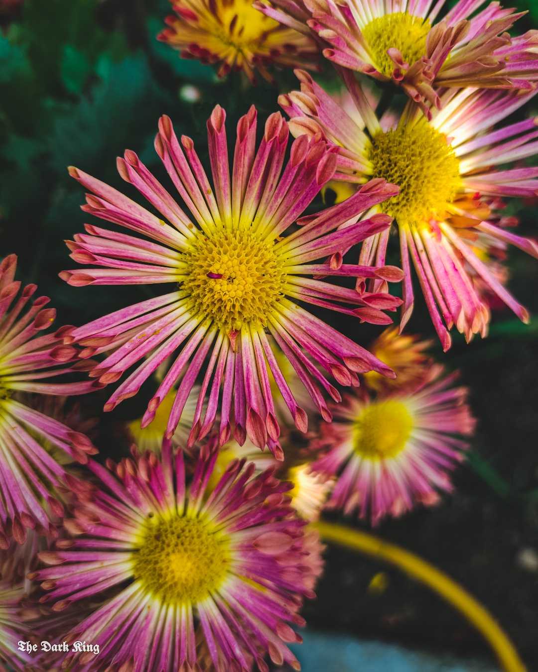 💮💮💮💮