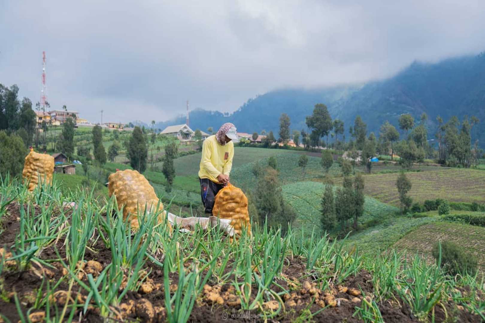 Panen Kentang