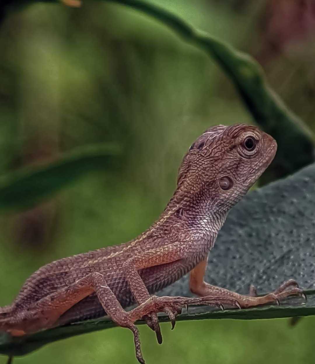 THE ORIENTAL GARDEN LIZARD