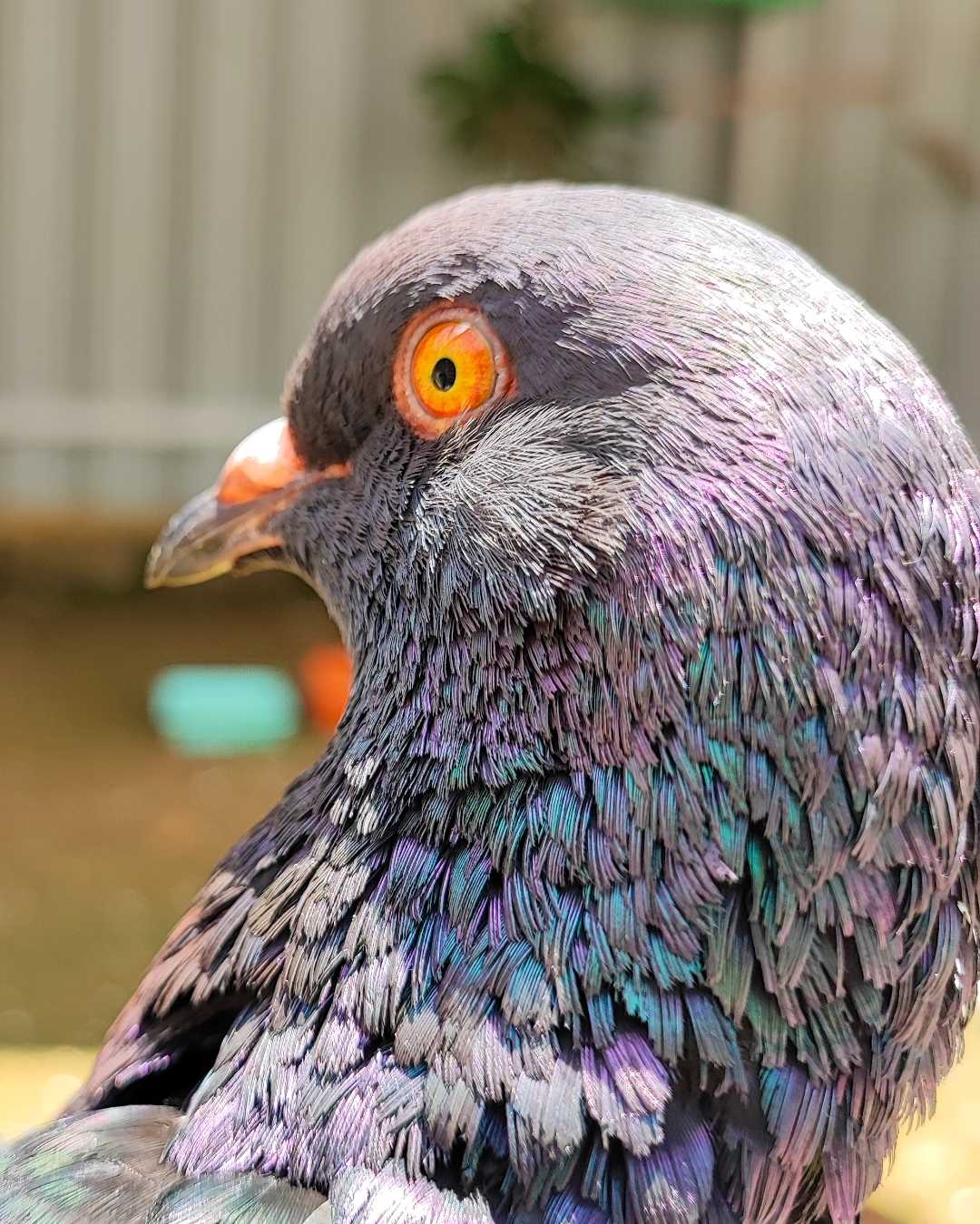 Pigeon