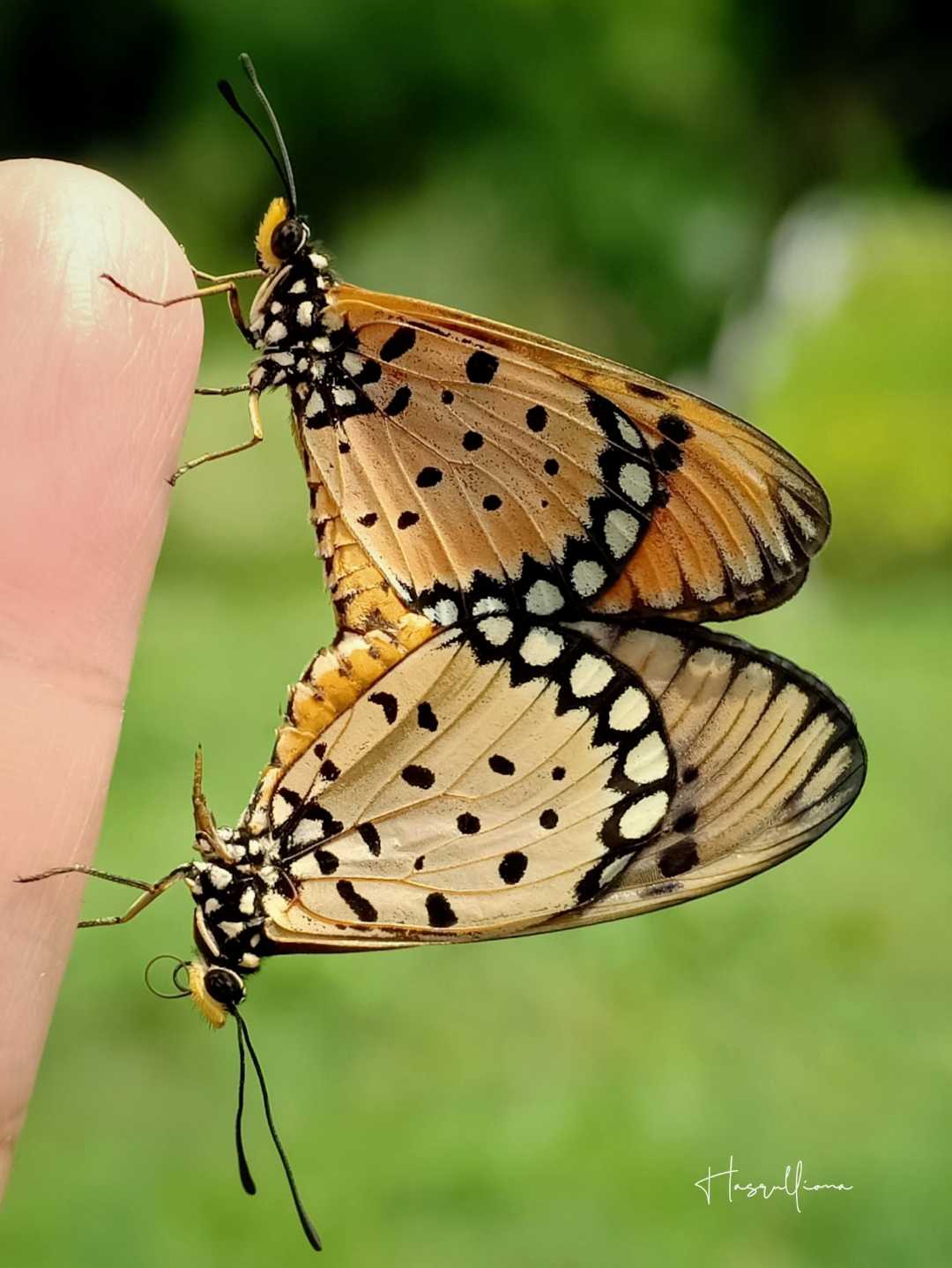 Kupu-kupu Coster Kuning Kecoklatan