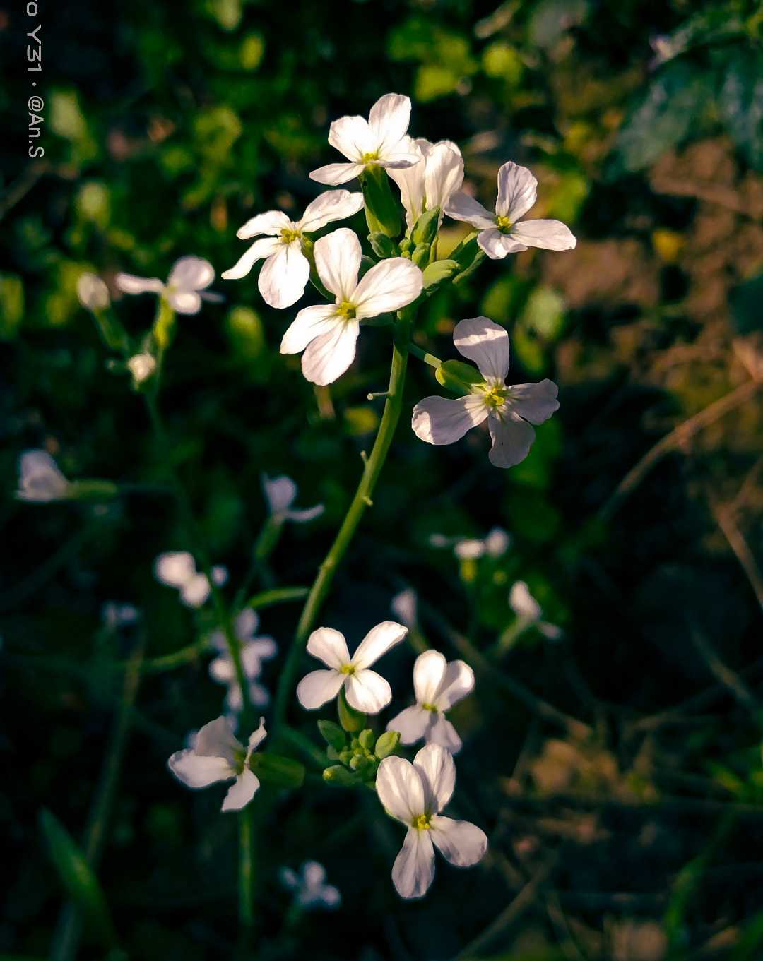 মুলো ফুল 