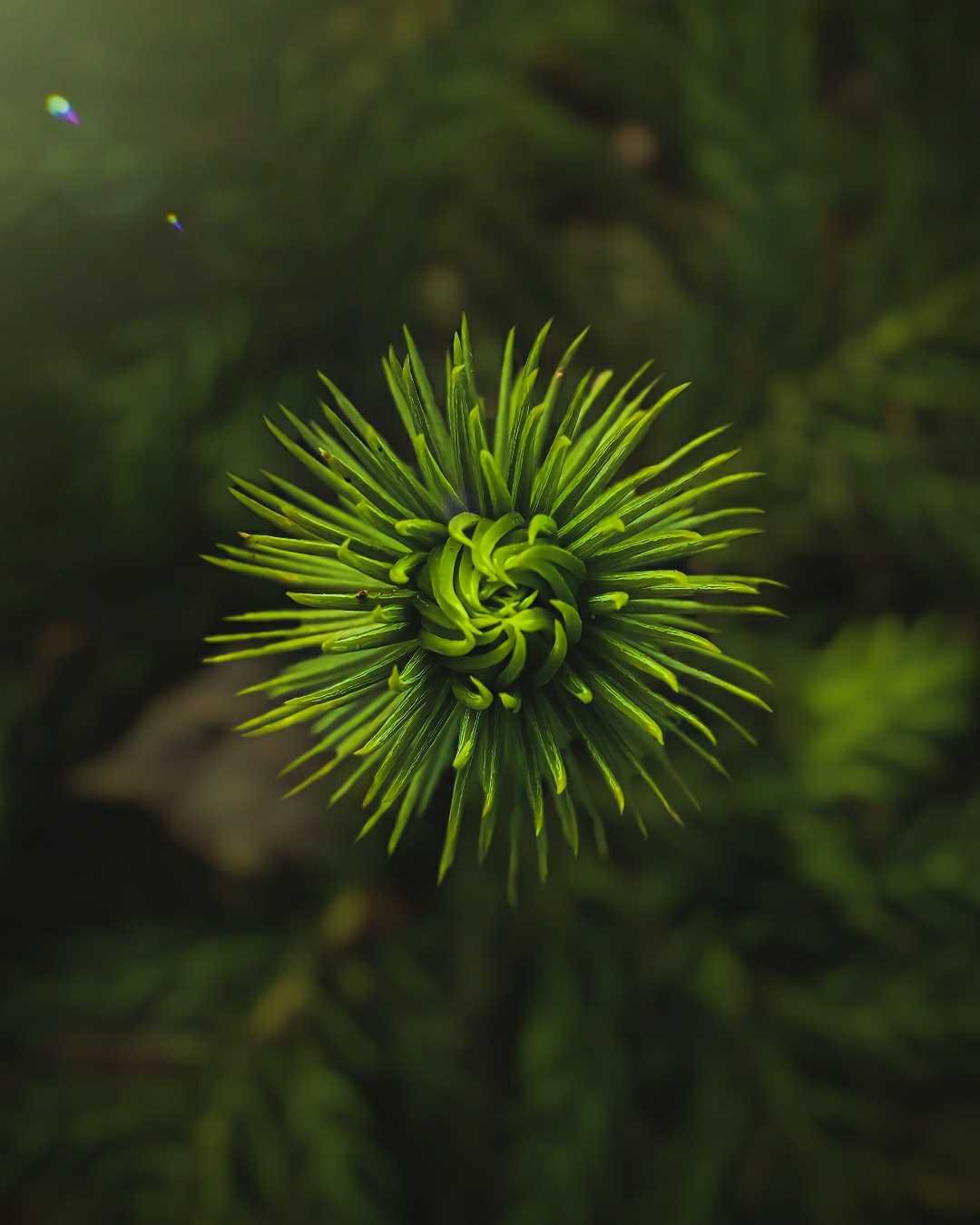 💚Nature's Perfection💚