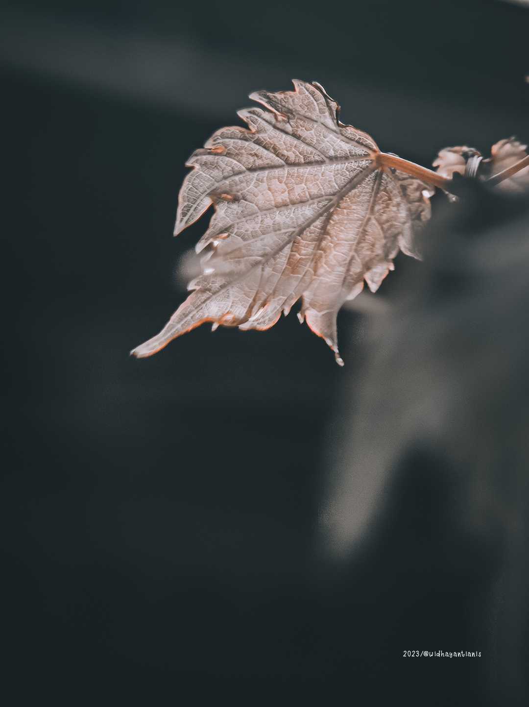 daun