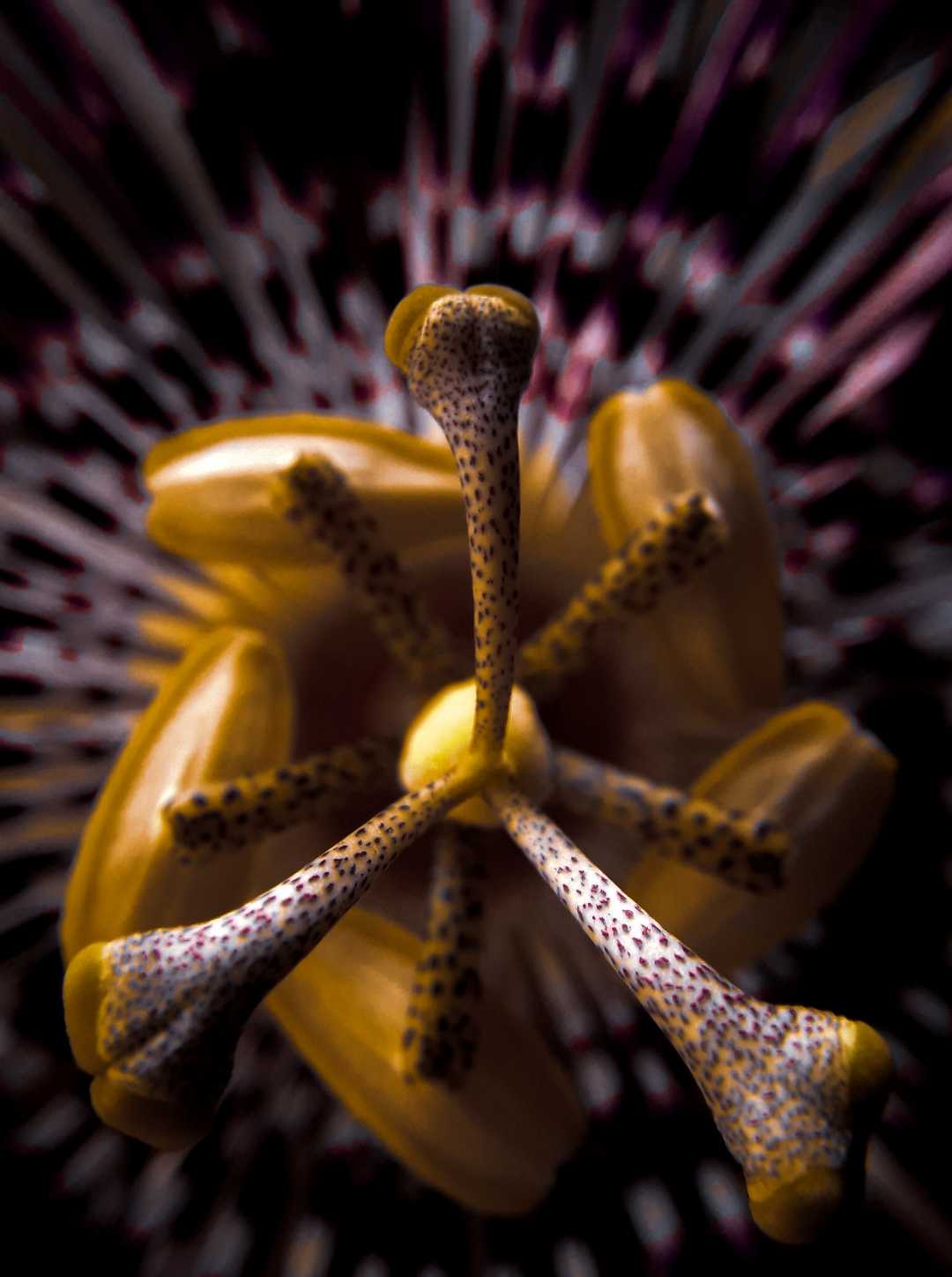 passion flower