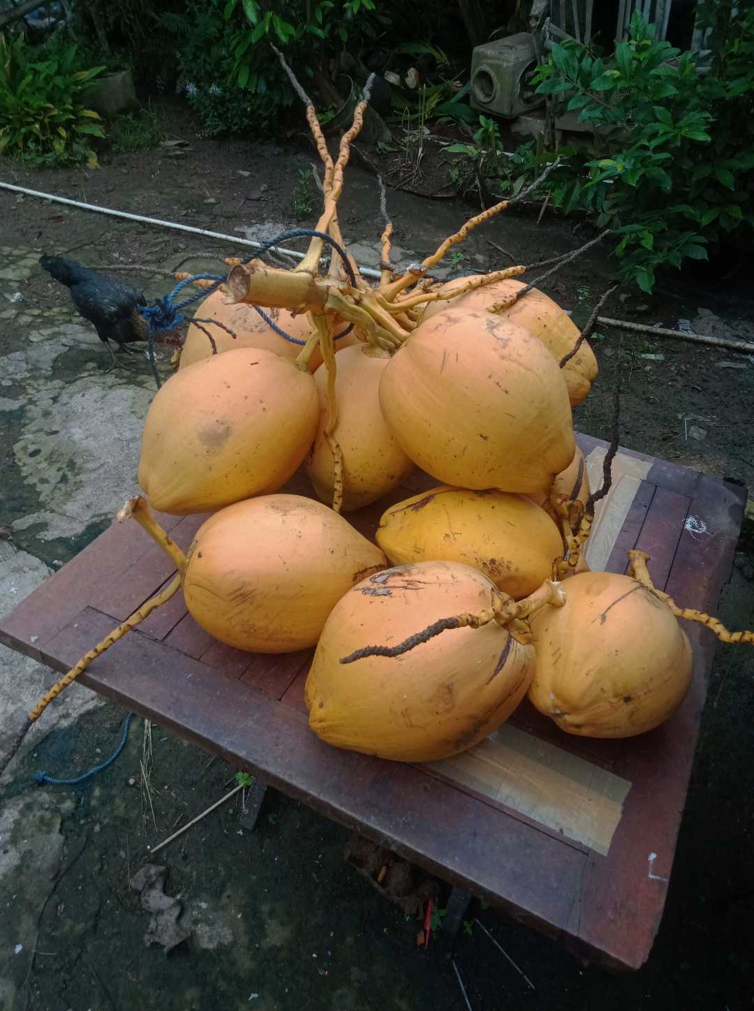 Kelapa Muda