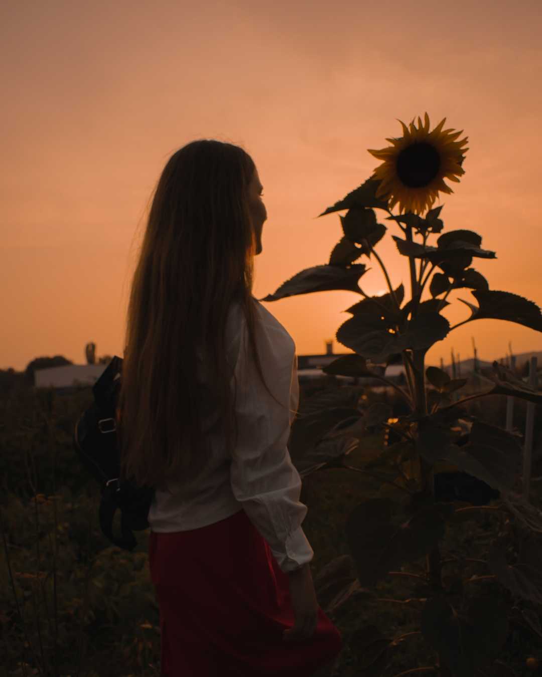 golden sunflower