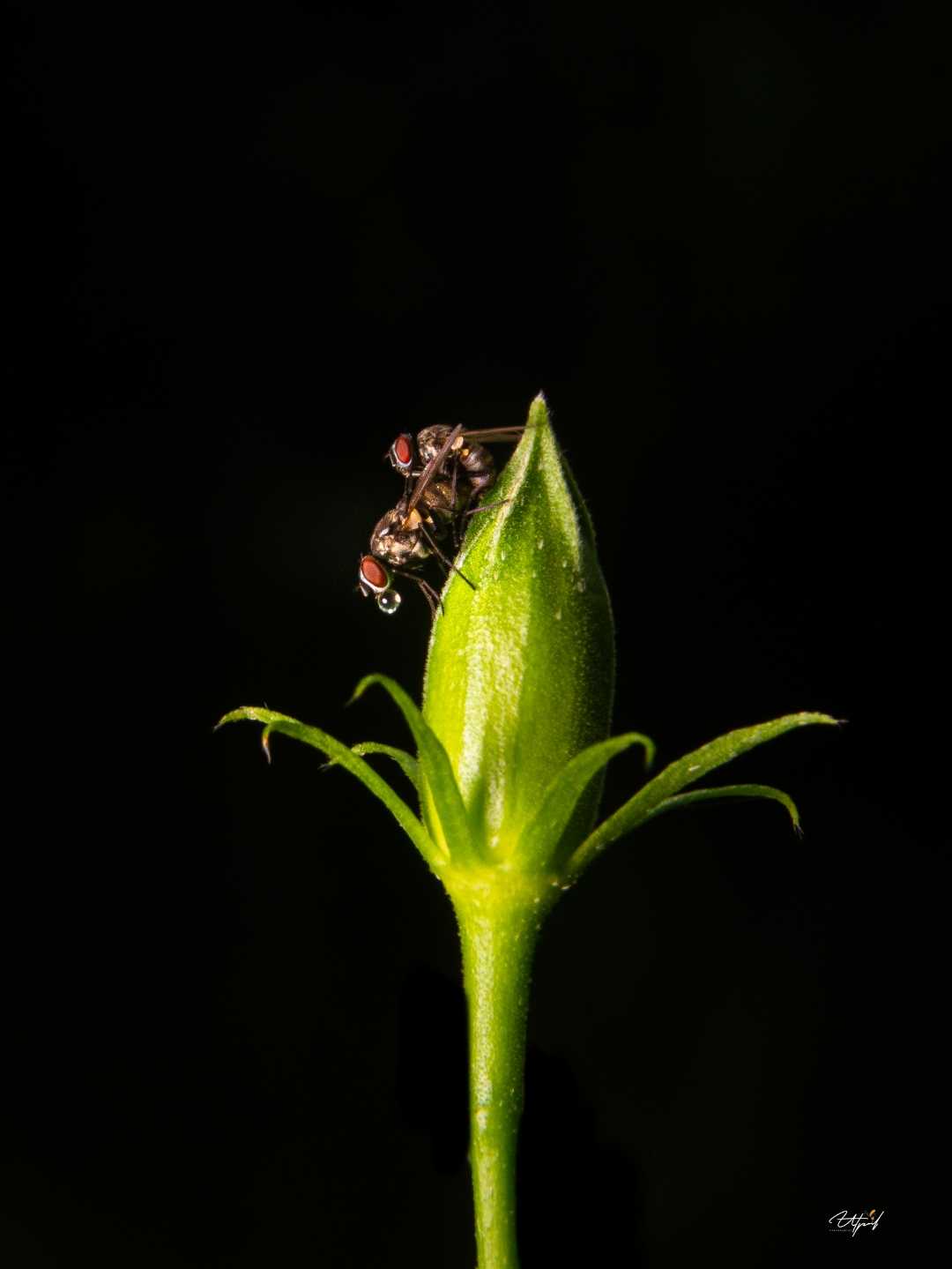 Macro World 🌻