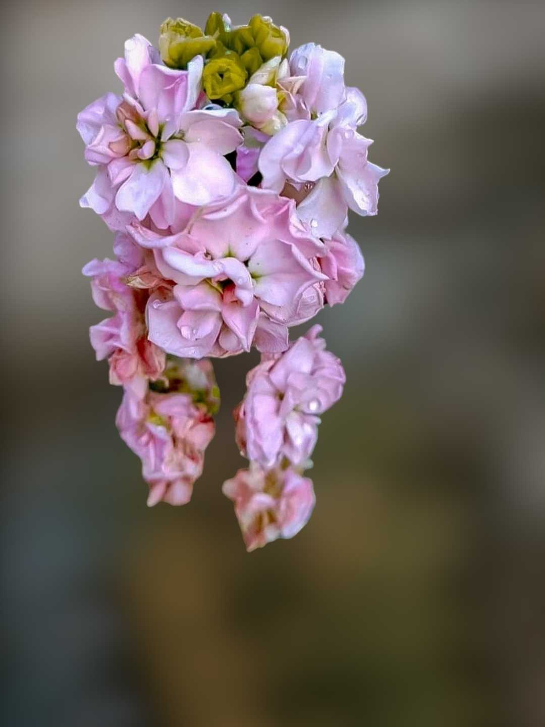 Pink Carnation 🌸💗 •••