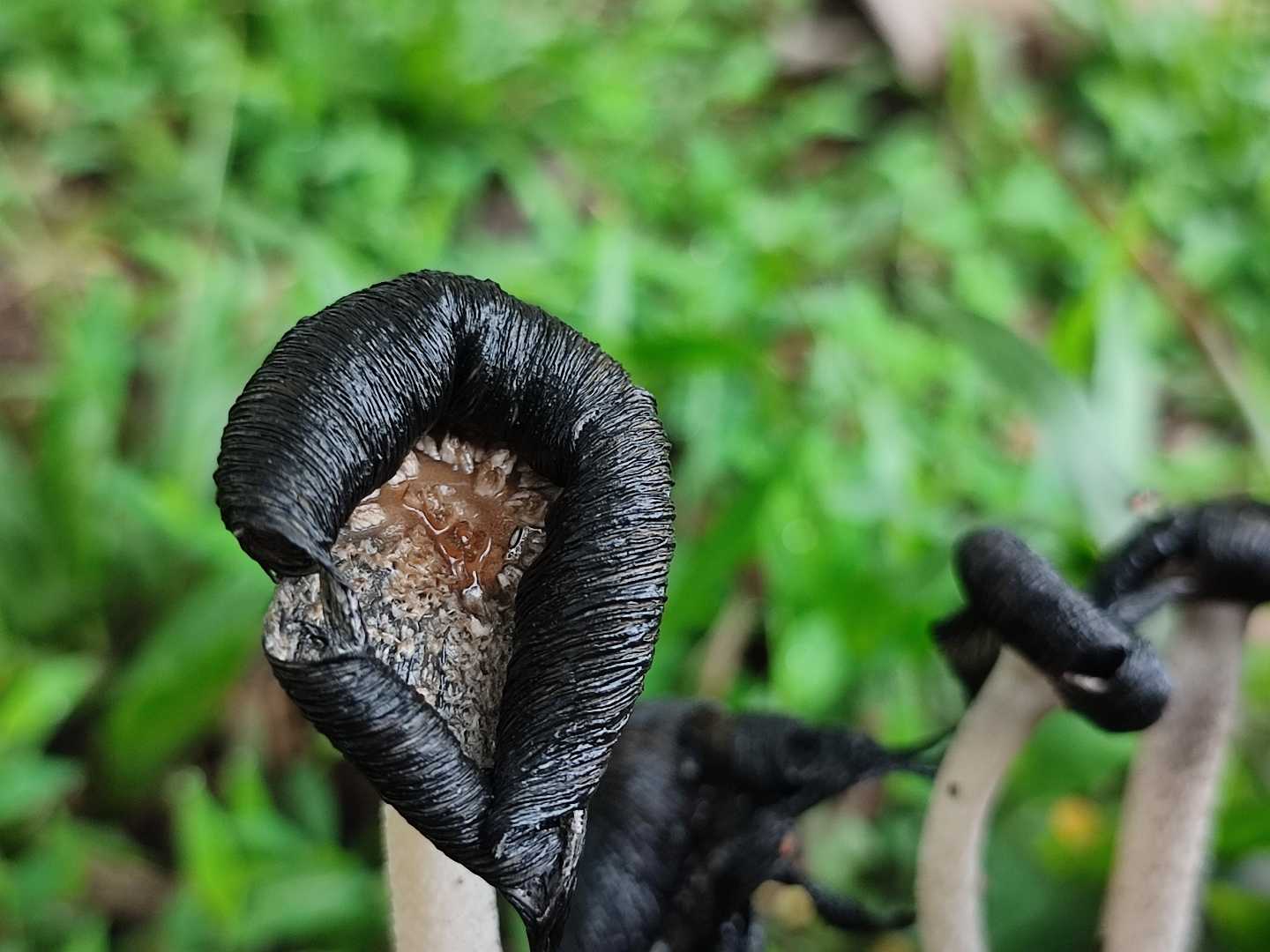 corprinopsis atramentaria