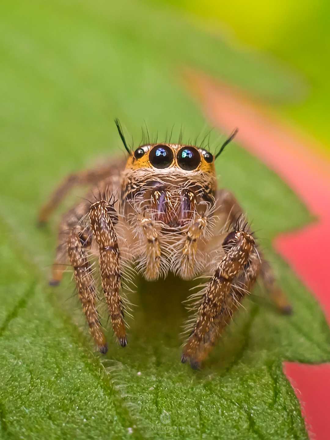 Laba-laba pelompat