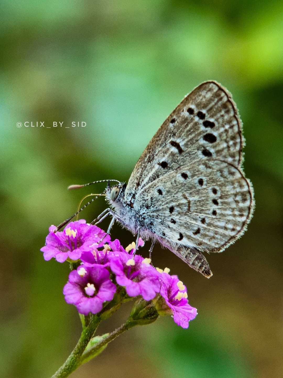 Tiny Grass Blue 
