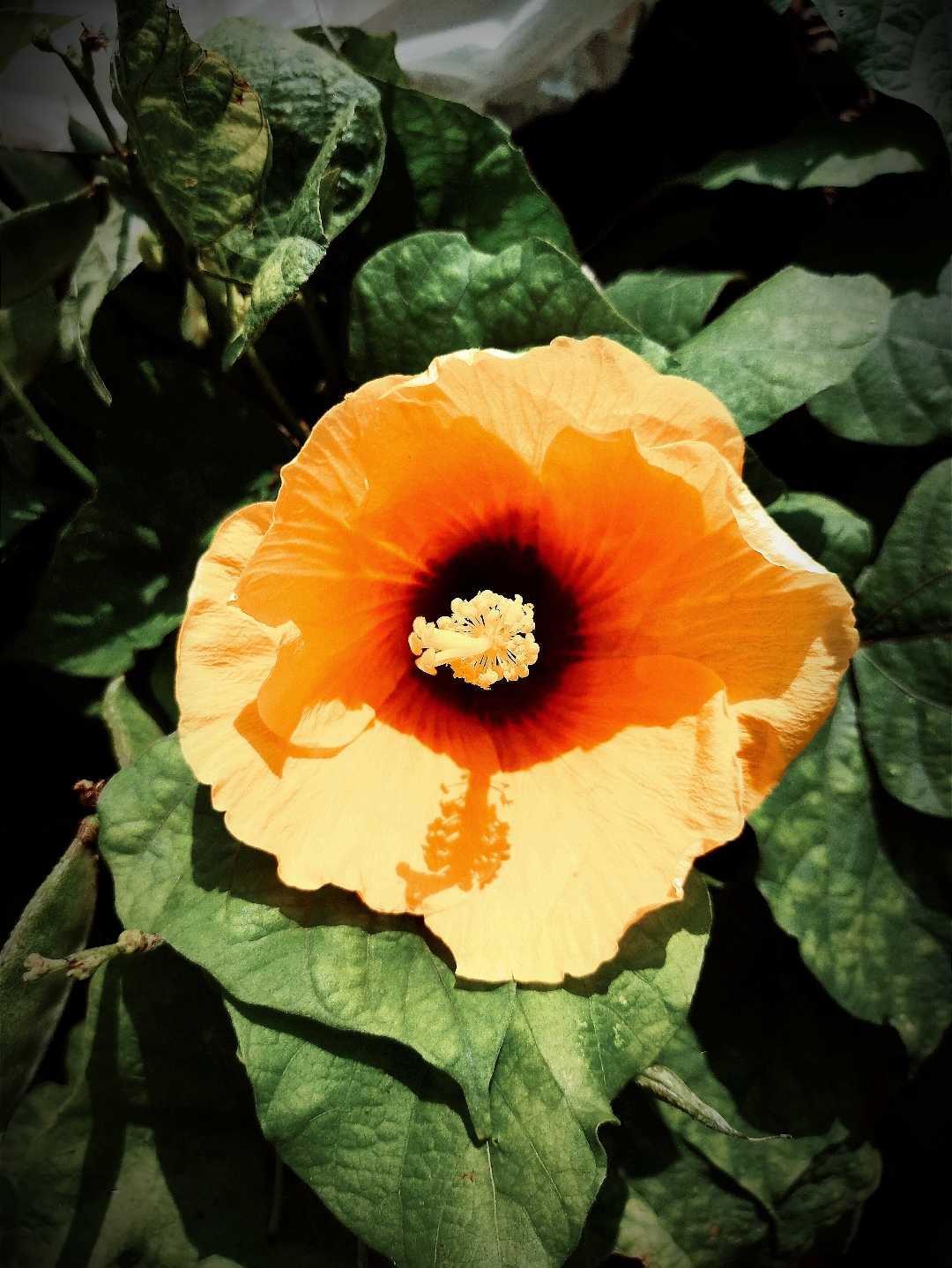 {Shoeblackplant}