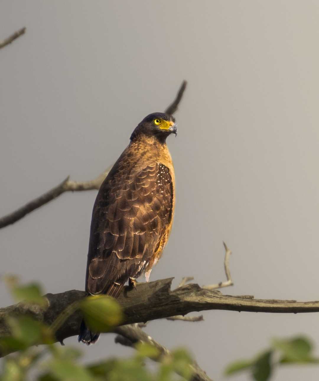 Crested serpent eagle.