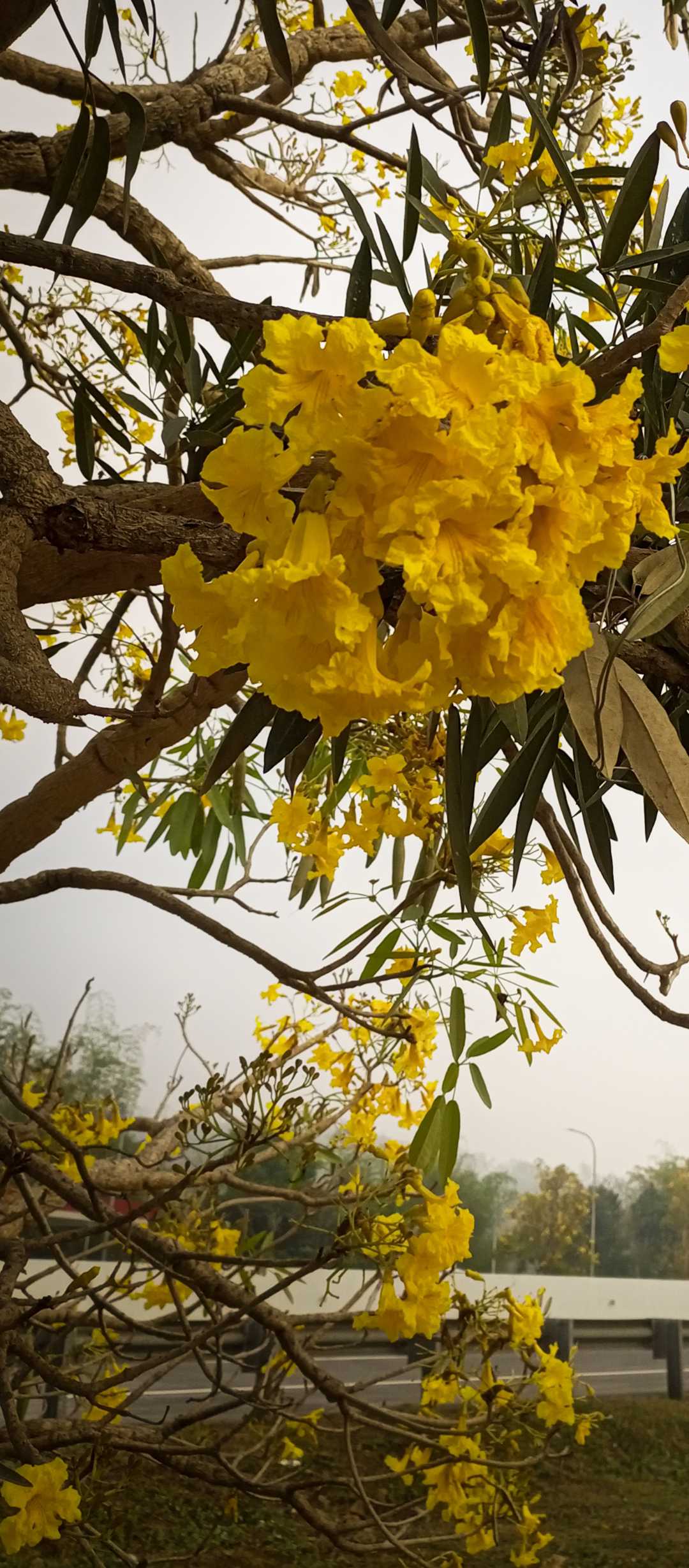 tebebuia aurea