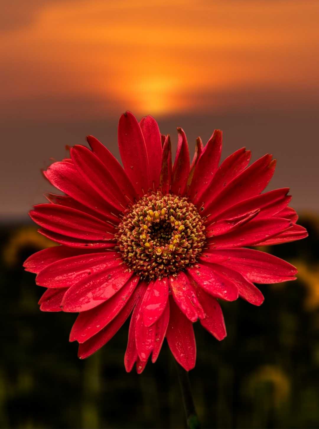 gerbera 🏵️ Daisy 