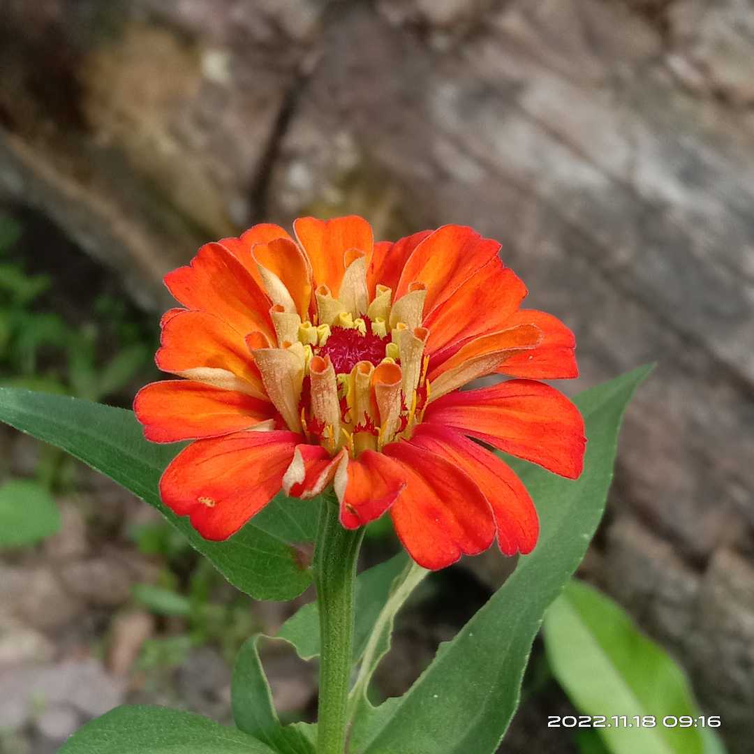Zinnia Anggun 