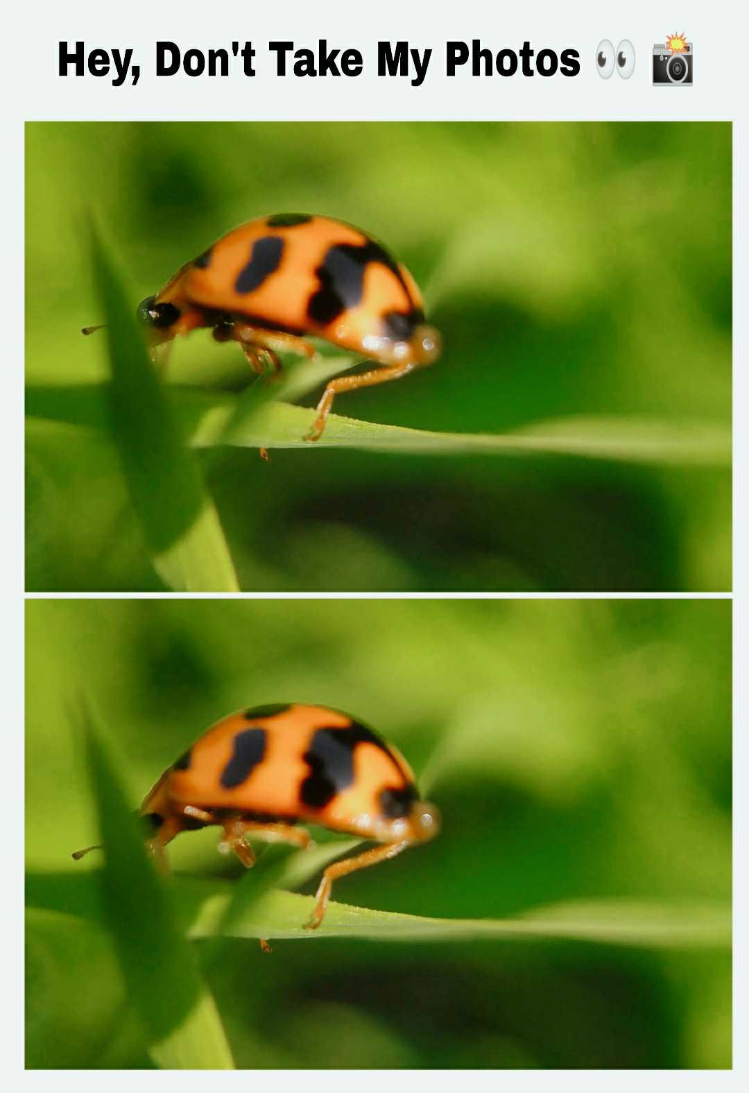 hey! cutie let me take your pic 
