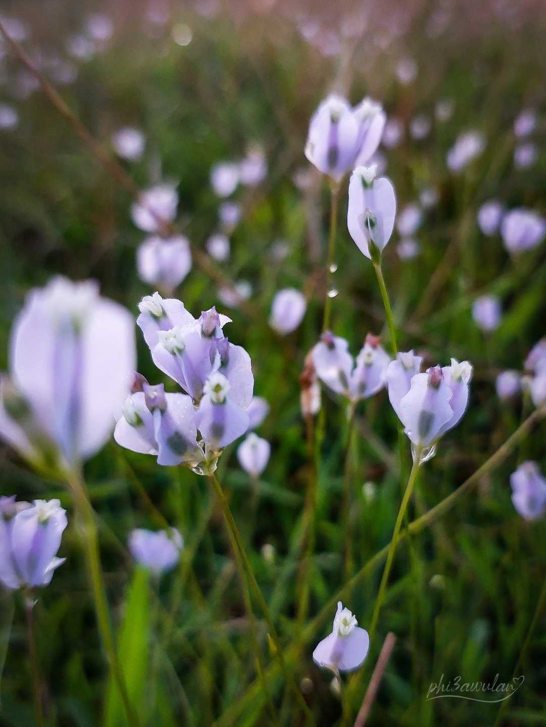 Burmannia biflora