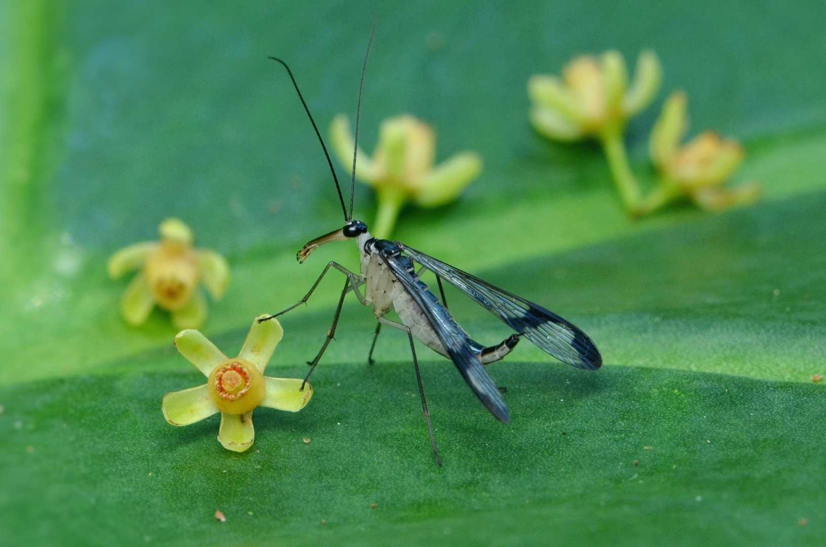 Neopanorpa sp. (female)