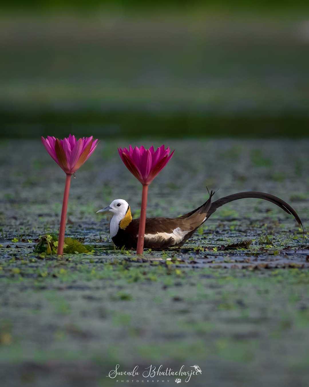 Pheasant Tail Jacana with Red Water Lily