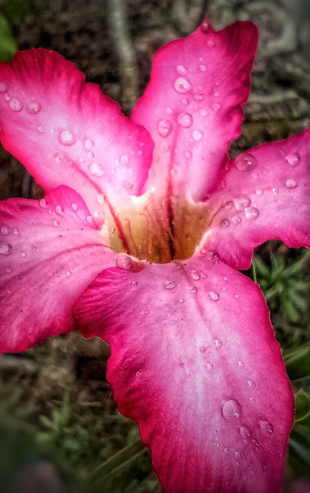 Kemboja Jepang (adenium obesum)