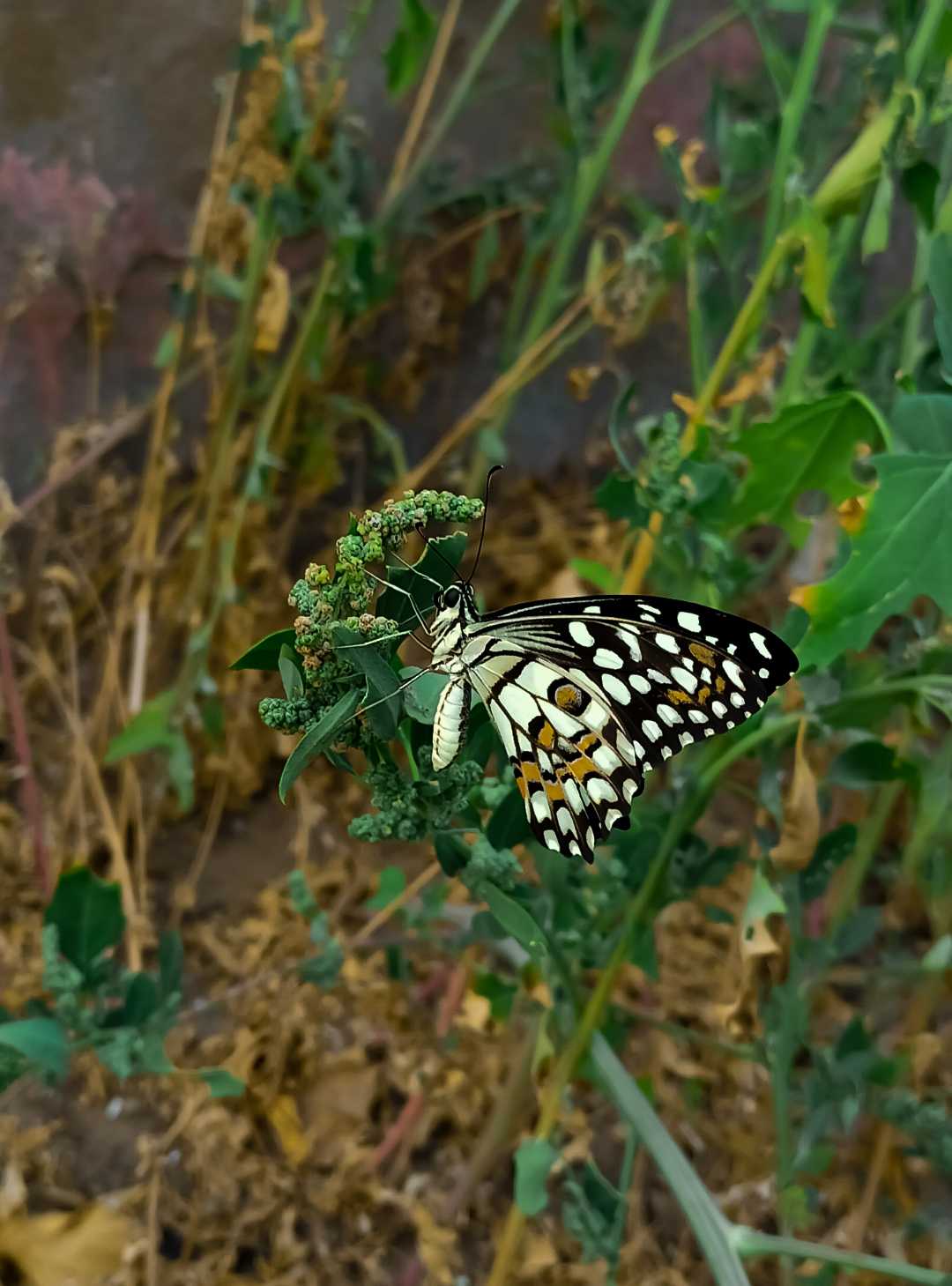 Butterfly