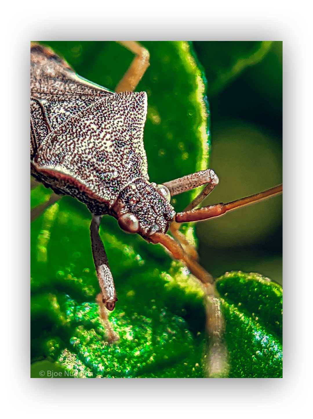 Gonocerus acuteangulatus

