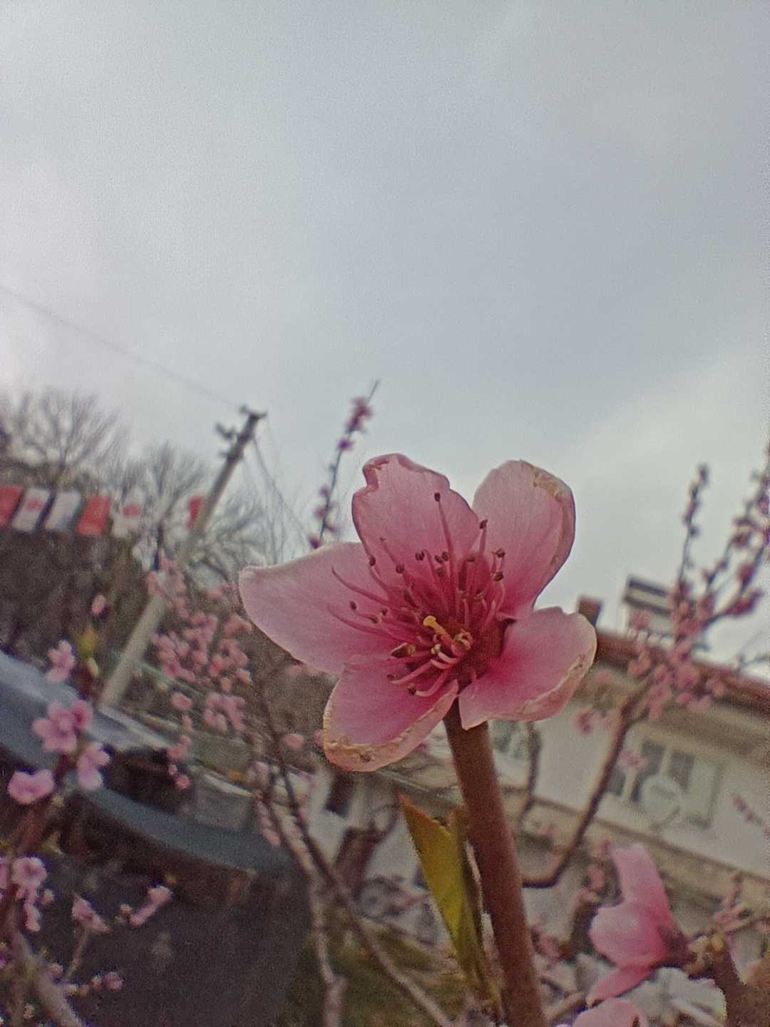 Flowers heralding the arrival of spring
