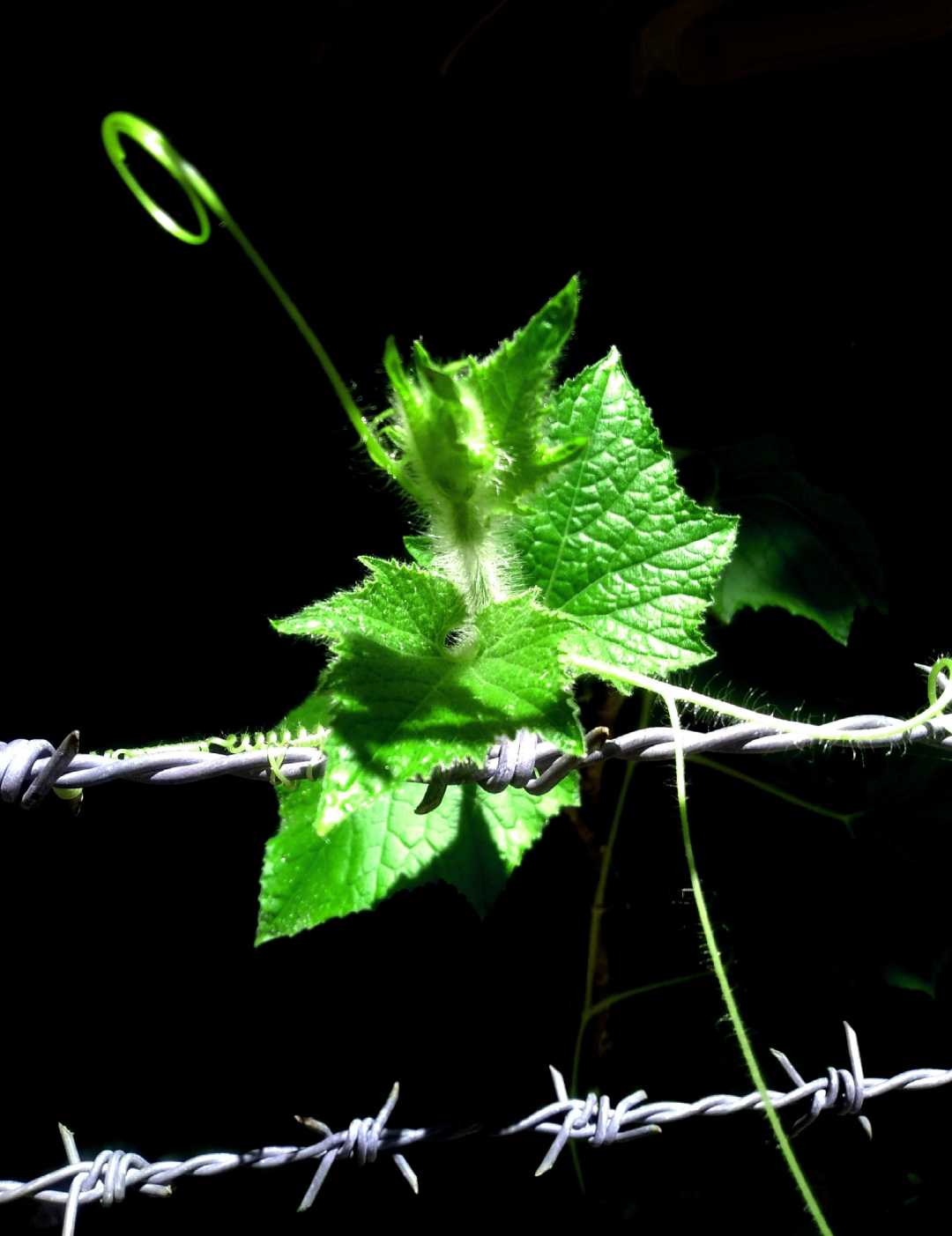Bittergourd tree