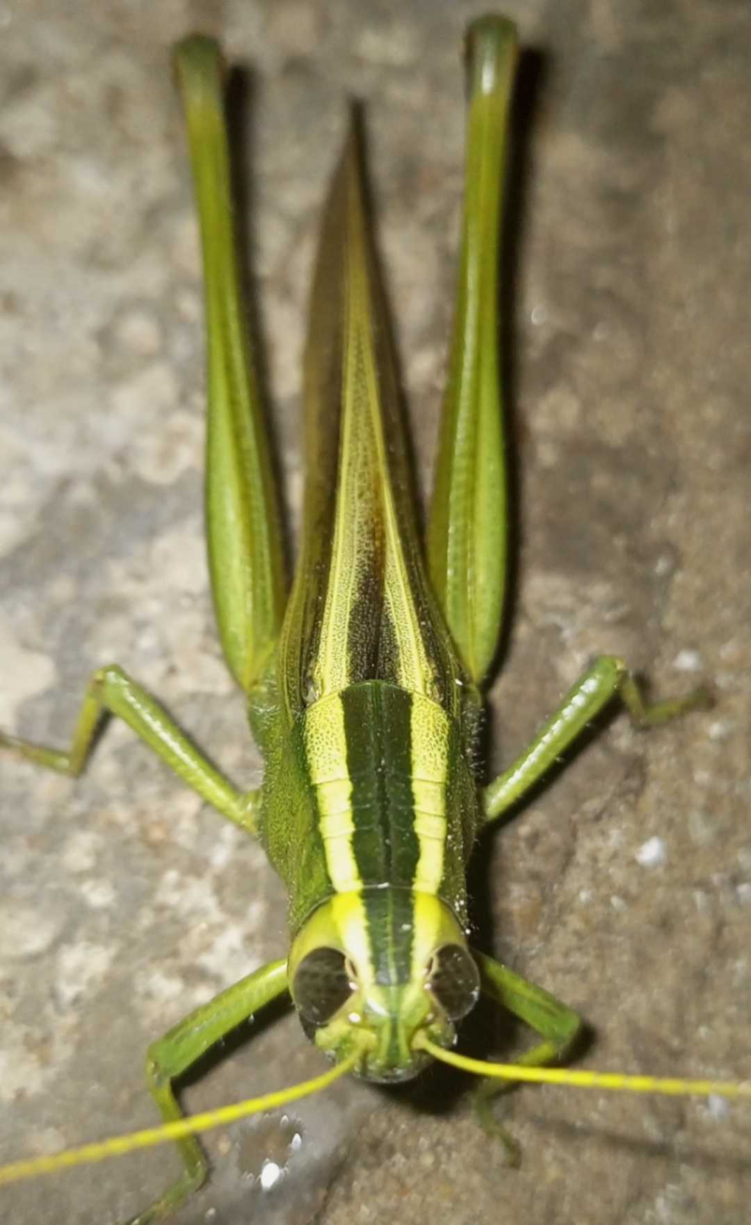 Grasshopper 