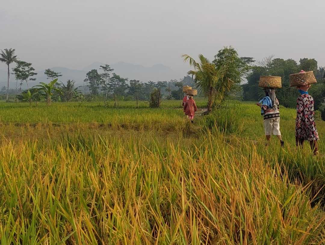 Berangkat Bekerja Di Sawah