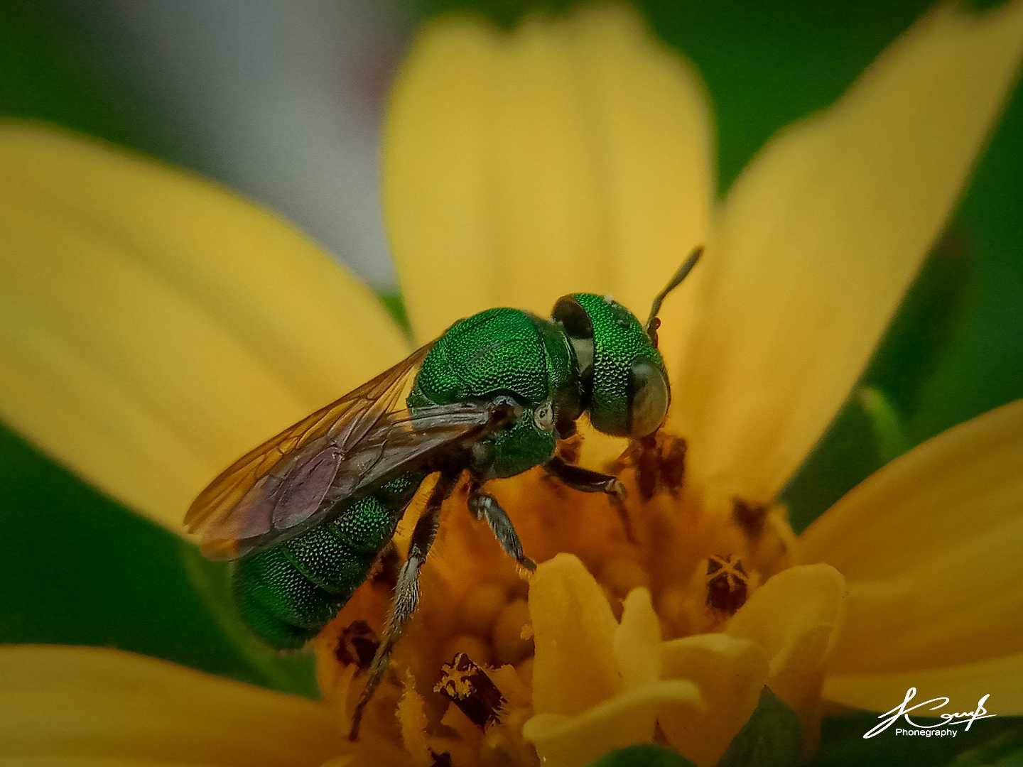 Augochloropsis dan bunga wedelia 