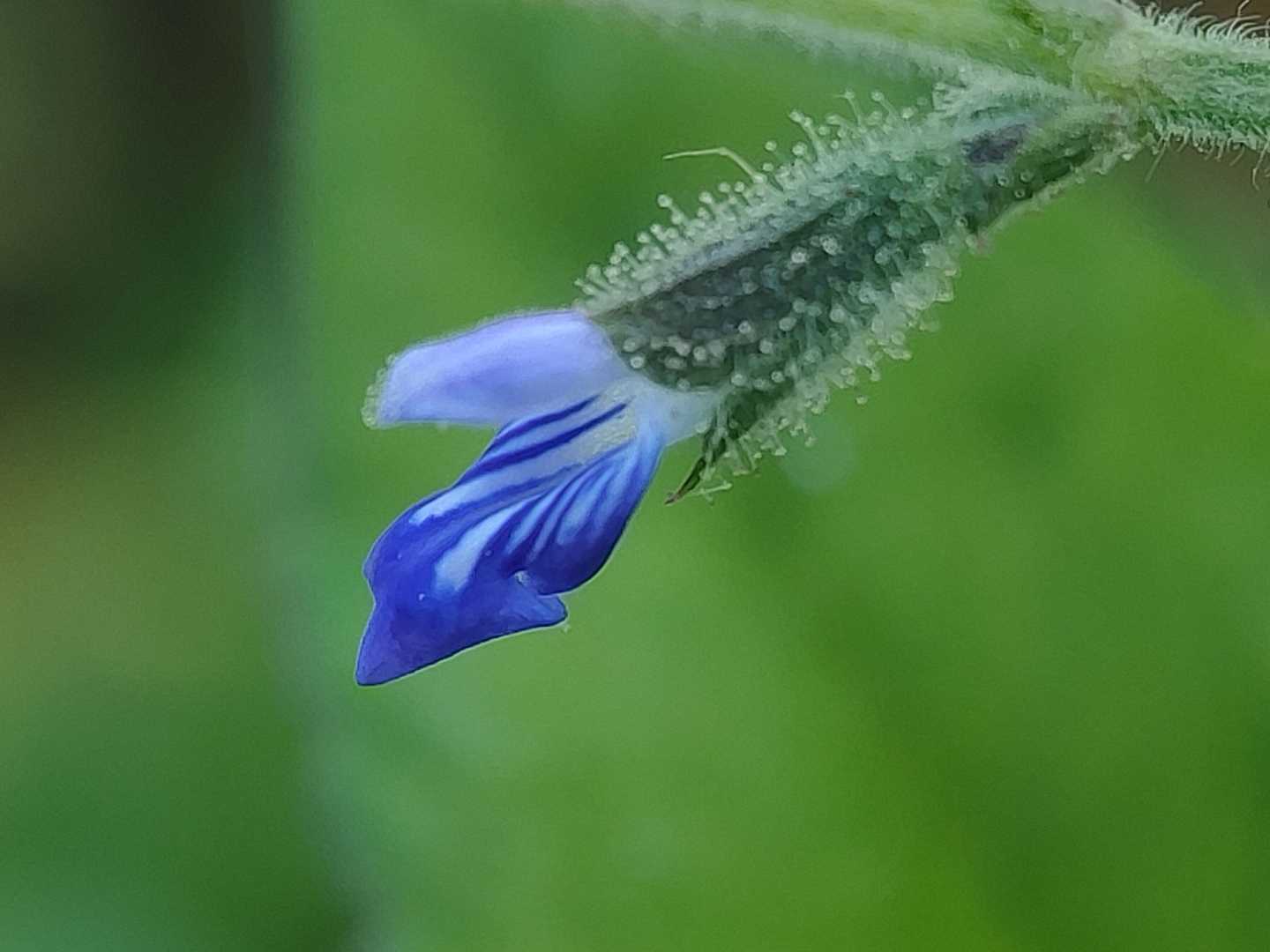 Salvia reflexa