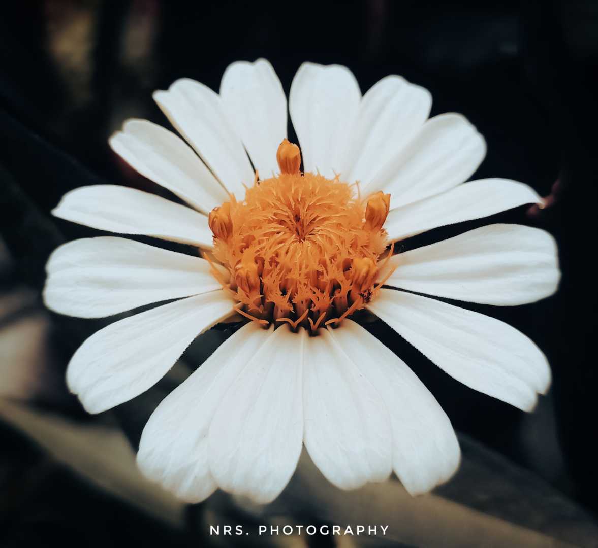 white Zinnia
