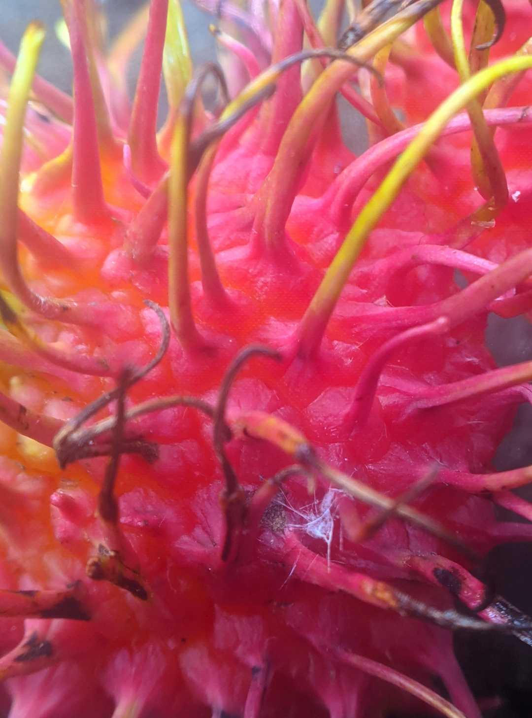kulit rambutan
