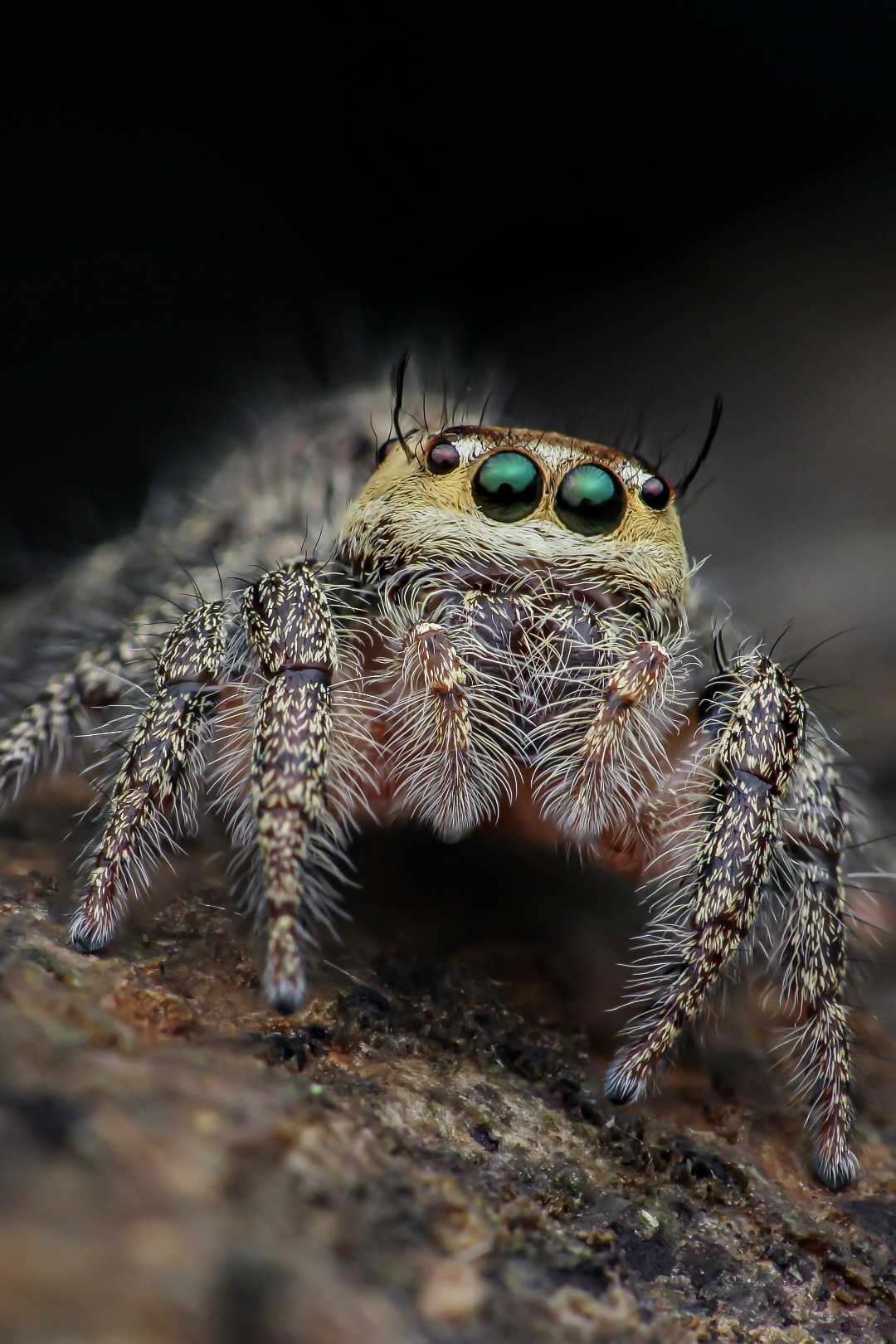 Hyllus Diardi Spider Jumper