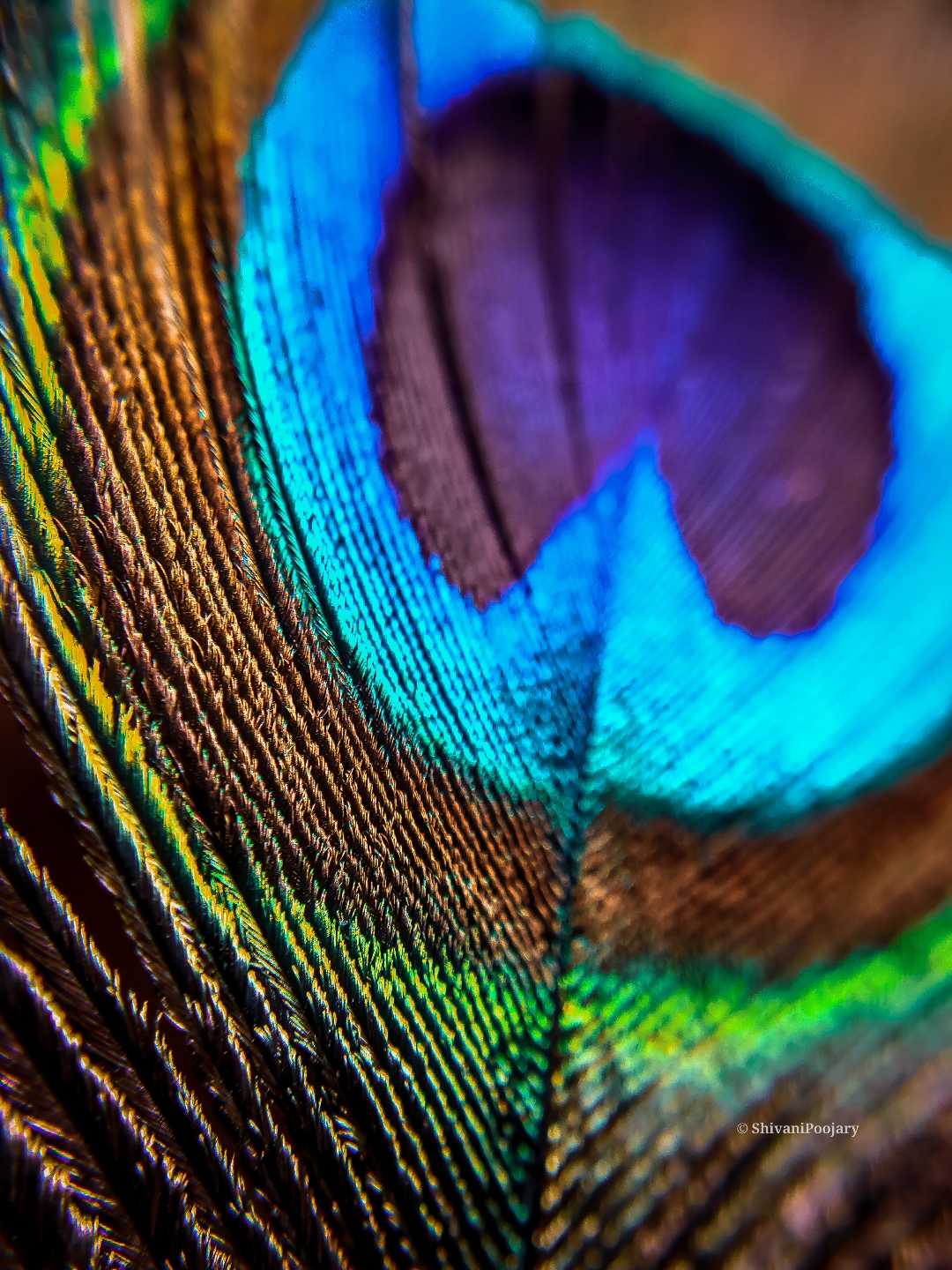 Macro Peacock Feather 🪶🪶