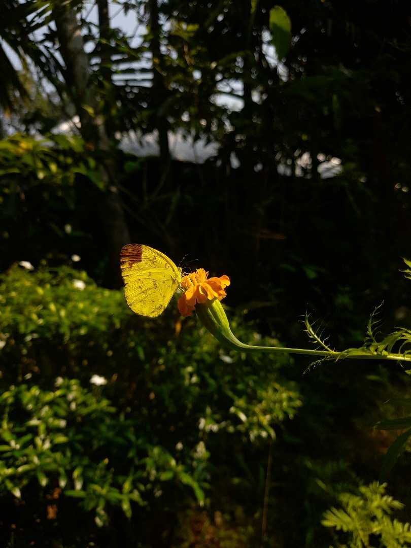 🦋🌼👀