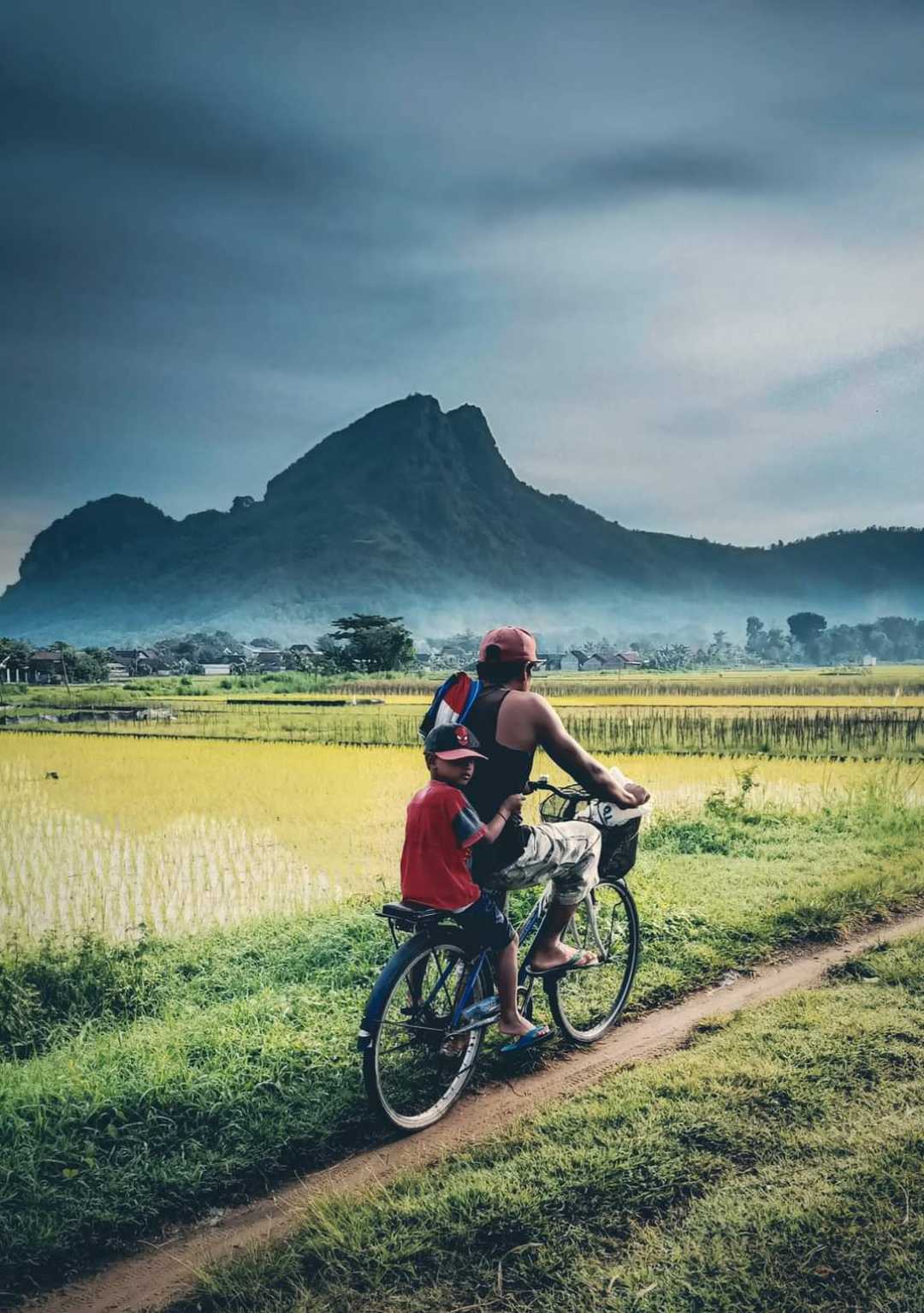 persawahan desa pojok CAMPURDARAT 